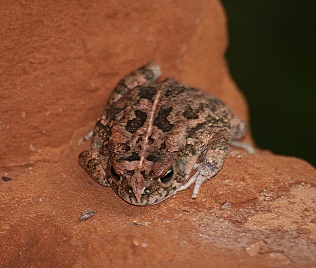 Frösche und Kröten in Kenya